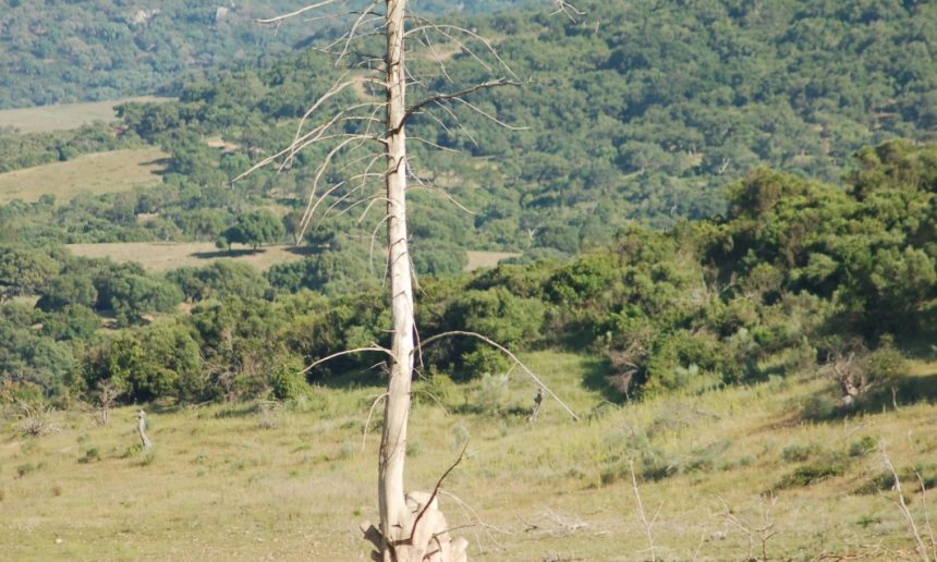 4 Meses de la colaboración de nuestra empresa en el anillamiento de 2 Pollos de Águila Pescadora 4 Meses de la colaboración de nuestra empresa en el anillamiento de 2 Pollos de Águila Pescadora