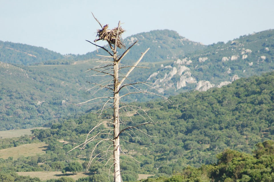 NEBUR colabora en el Anillamiento de 2 Pollos de Águila Pescadora
