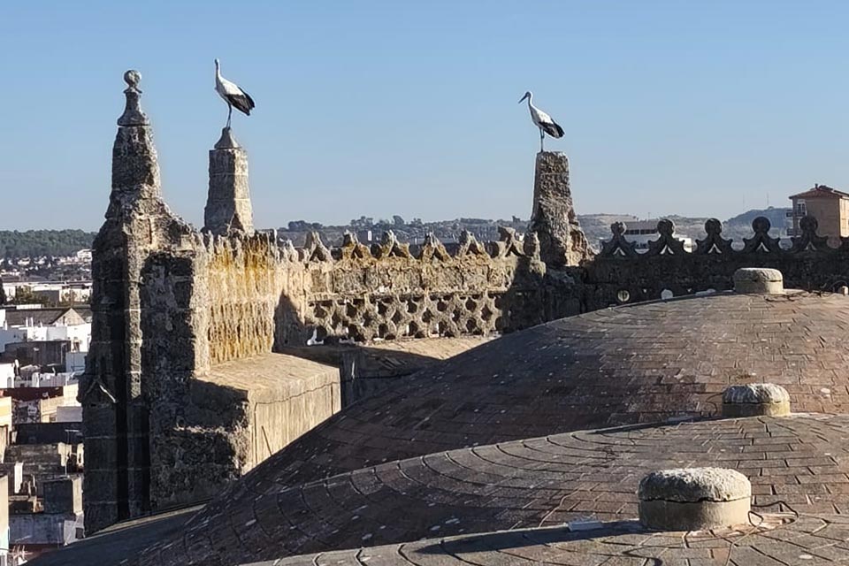 NEBUR participa en la Protección del Patrimonio y de la Cigüeña Blanca