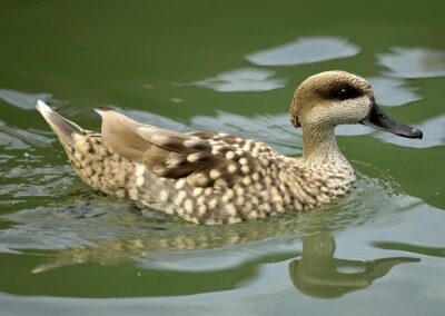 Cerceta pardilla en la Reserva Natural Laguna de Zóñar