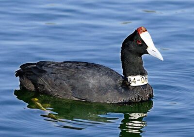 "Focha moruna nadando en la Laguna de Zóñar"