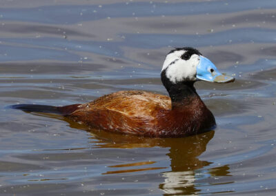 Focha moruna nadando en la Laguna de Zóñar