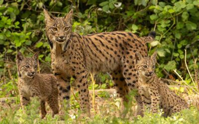 Lince Ibérico (Lynx pardinus): el felino más emblemático de la Península Ibérica